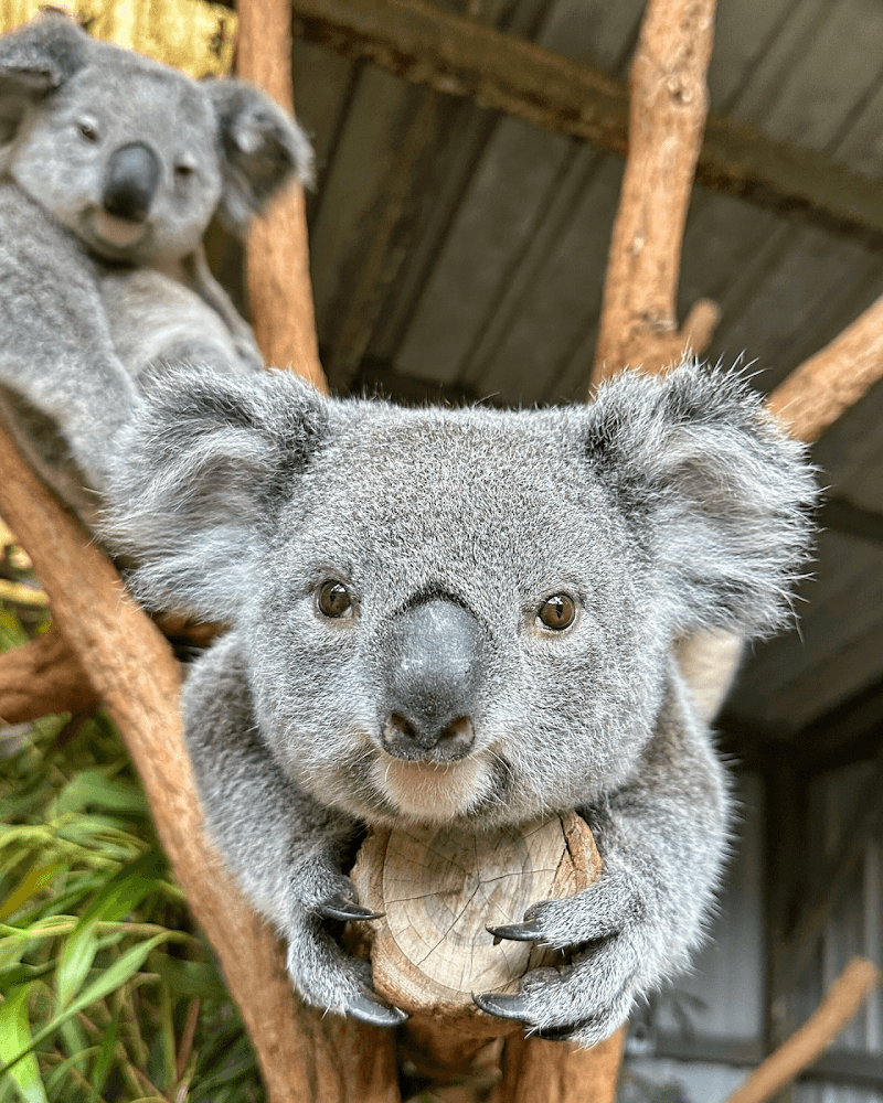 Lone Pine Koala Sanctuary School Holidays