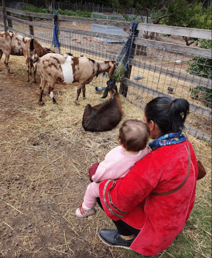 Collingwood Childrens Farm School Holidays