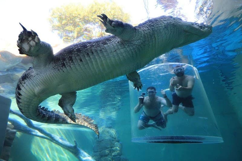 Crocosaurus Cove Darwin