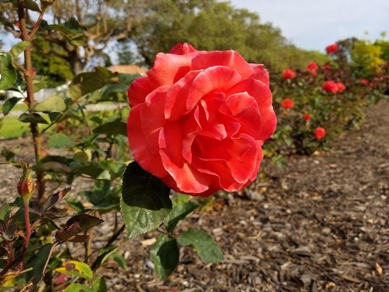 Peace Memorial Rose Garden