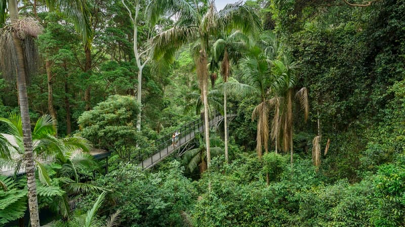 Mount Tamborine Rainforest Skywalk